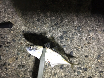 尺アジ来てます