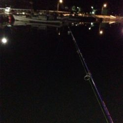 久しぶりのアジゲット