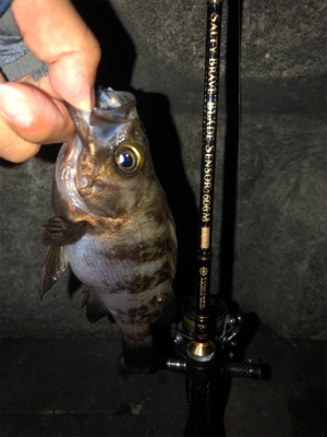 爆風メバリング