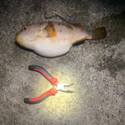 三崎 メバリング