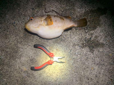 三崎 メバリング