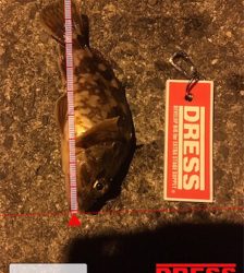 GW最終の五目ランガン