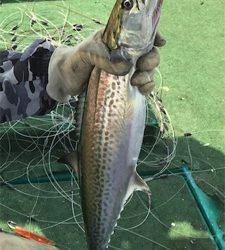 知り合いの船で明石タイ狙い