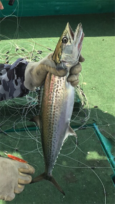 知り合いの船で明石タイ狙い