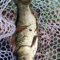 まさかのゲスト