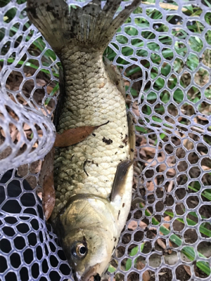 まさかのゲスト