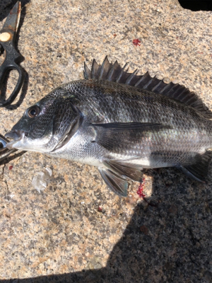 記録更新！ならず！