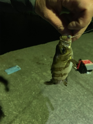 えそばっかり！の巻。