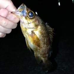 帰省メバリング♪