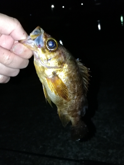 帰省メバリング♪