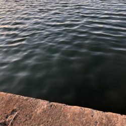 深夜 早朝アジング