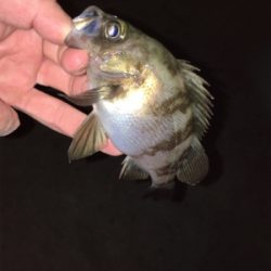 数釣りライトゲーム