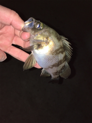 数釣りライトゲーム