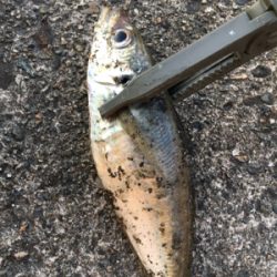 短時間アジング