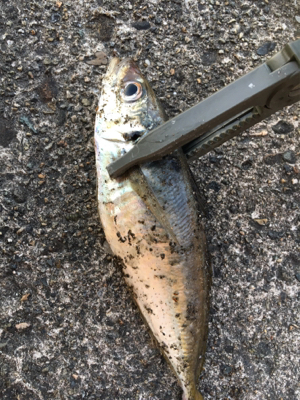 短時間アジング