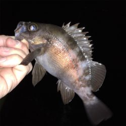 漁港で数釣りメバリング