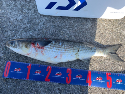 神戸沖堤防 チヌフカセ