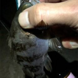 恒例出勤前短時間浅場釣行