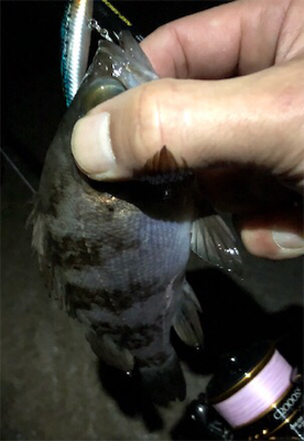 恒例出勤前短時間浅場釣行