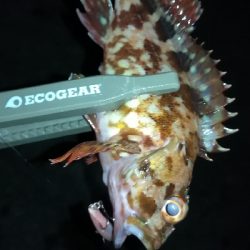 ナイトプラッギング