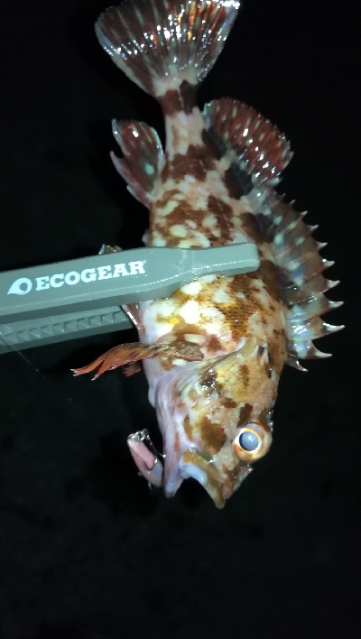 ナイトプラッギング