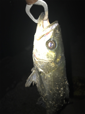 令和第1号やっと釣れた