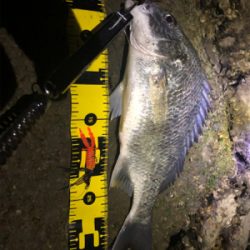 よく釣れました。