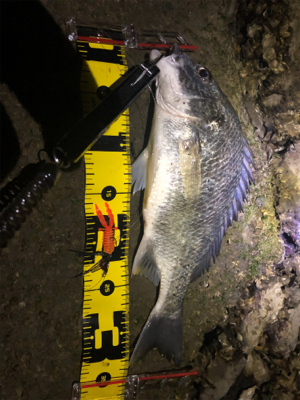 よく釣れました。