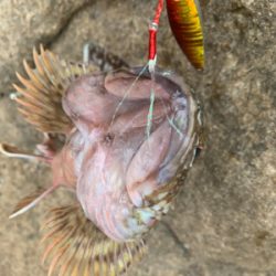 自磯に渡ってジグで根魚