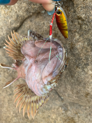 自磯に渡ってジグで根魚