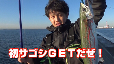 神戸沖堤、サゴシ襲来