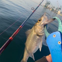 活性高し!シーバスマルチ♫