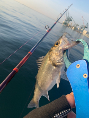 活性高し!シーバスマルチ♫