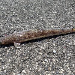 ショアジギングで青物!