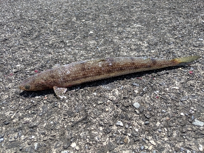ショアジギングで青物!