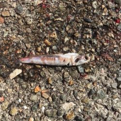 ラッキー２度目