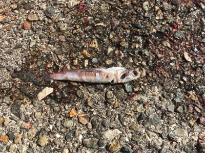 ラッキー２度目