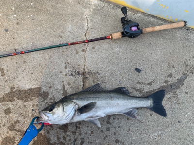 力漲る鰯付きシーバス！！