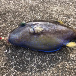 堤防にてミノカサゴ