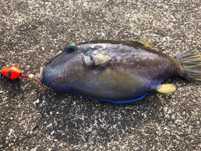 堤防にてミノカサゴ