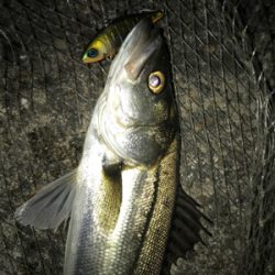 イワシ付きシーバス？