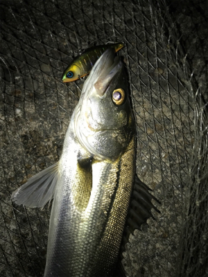 イワシ付きシーバス？