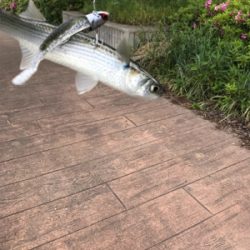 苦しんだ末の…