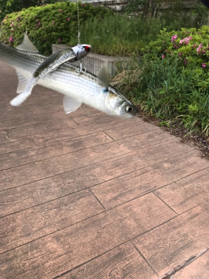 苦しんだ末の…