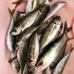 アジング好調！