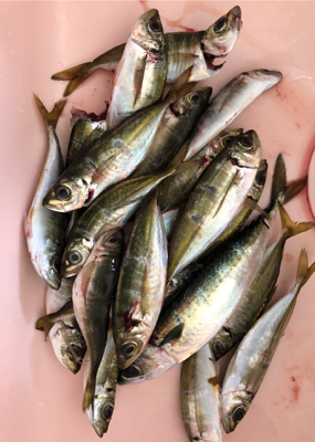 アジング好調！