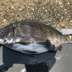 浮き団子でチヌ