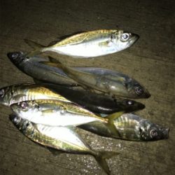 アジングは楽しいぞ！