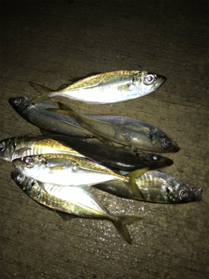 アジングは楽しいぞ！