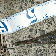 フラット狙い釣行で、ようやく60弱のマゴチ❗